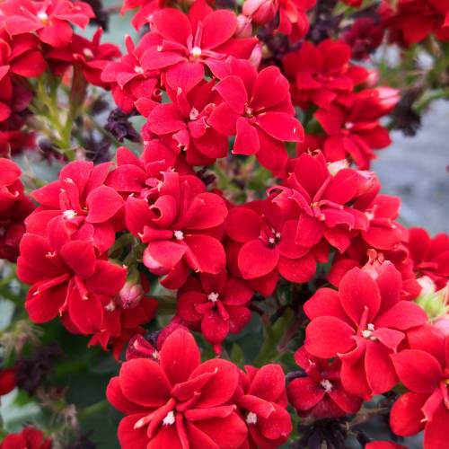 Kalanchoe de flores vermelhas