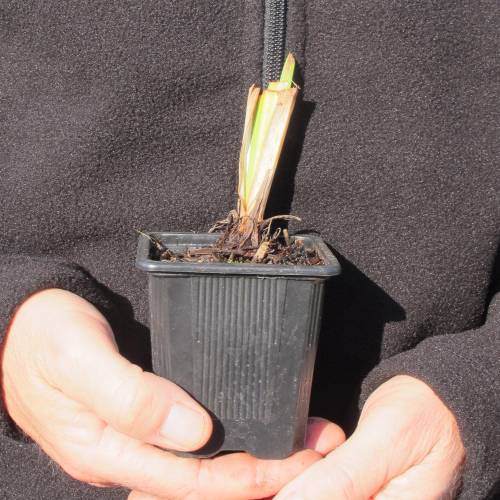Lrio japons 'Gokurakuden'