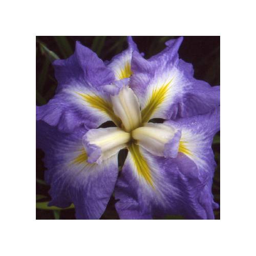 Lrio japons 'Ocean Mist'