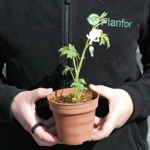 Cora��o de Maria 'Alba'