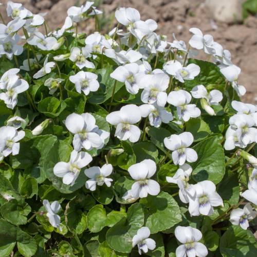 Violeta perfumada branca