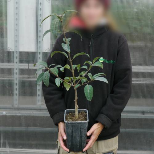 rvore de neve, rvore franja