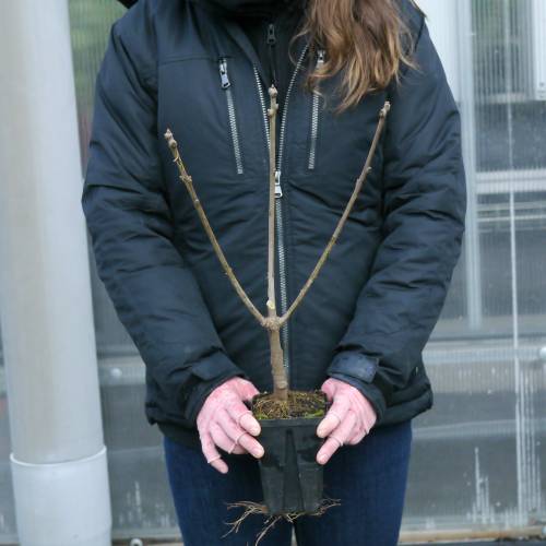 �rvore de neve, �rvore franja