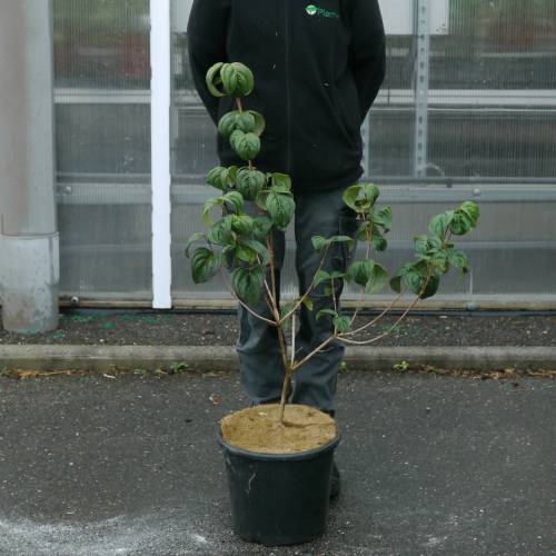 Corniso japonês com flores rosas