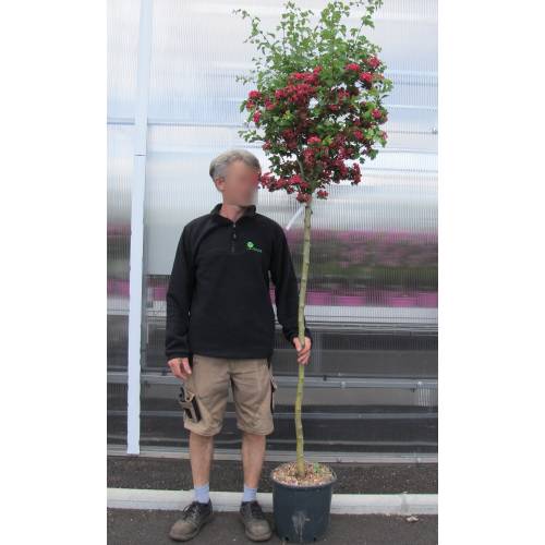 Pilriteiro 'Paul's Scarlet'