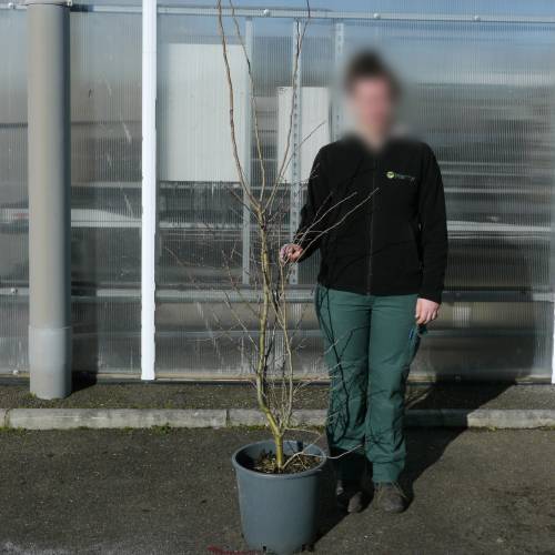 Pilriteiro 'Paul's Scarlet'