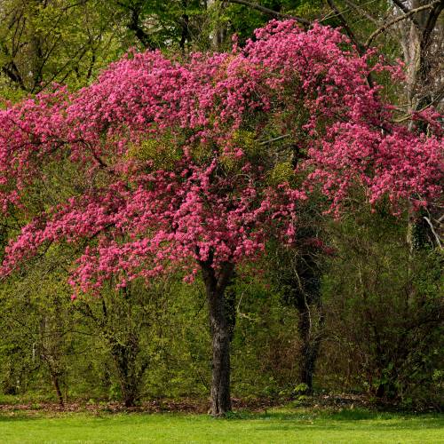 Pilriteiro 'Paul's Scarlet'