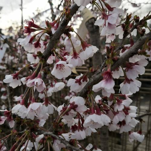 Cerejeira do Japão anã 'Kojo No Mai'