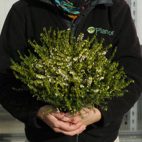 Urze de Inverno branca