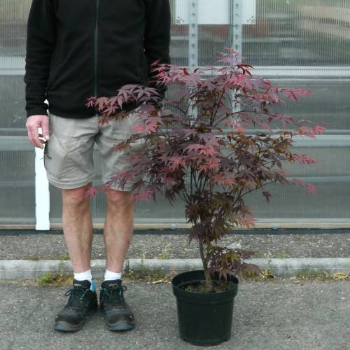 Bordo do Jap�o 'Bloodgood'