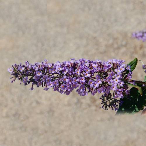 Budleia, Flor de mel an 'Dreaming Lavender'