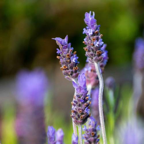 Lavanda brava