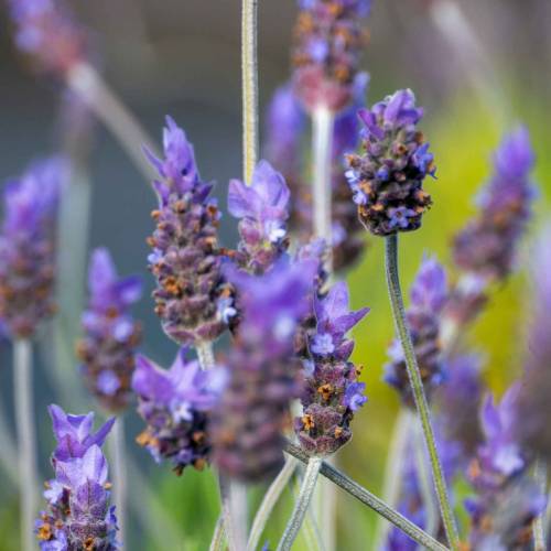 Lavanda brava