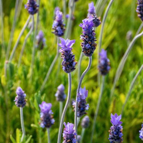 Lavanda brava