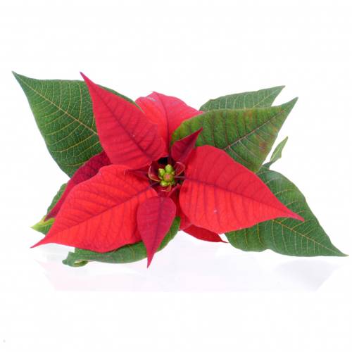 Poinsettia vermelha, Estrela de Natal : venda Poinsettia vermelha, Estrela  de Natal / Euphorbia pulcherrima