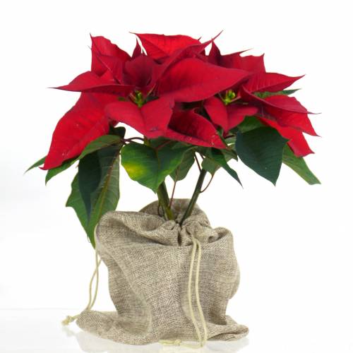 Poinsettia vermelha, Estrela de Natal : venda Poinsettia vermelha, Estrela  de Natal / Euphorbia pulcherrima