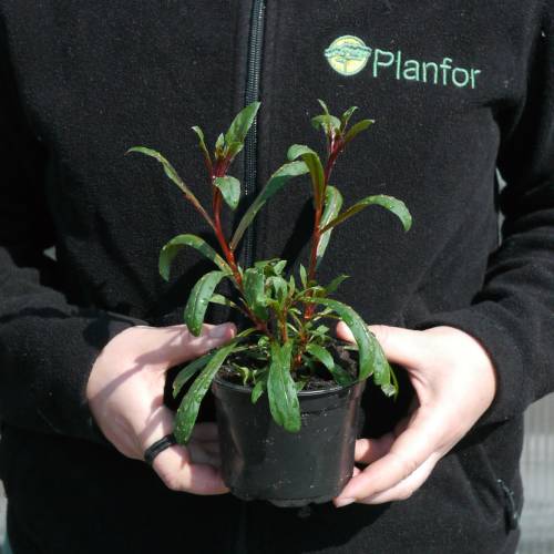 Vela-da-Pradaria vermelho