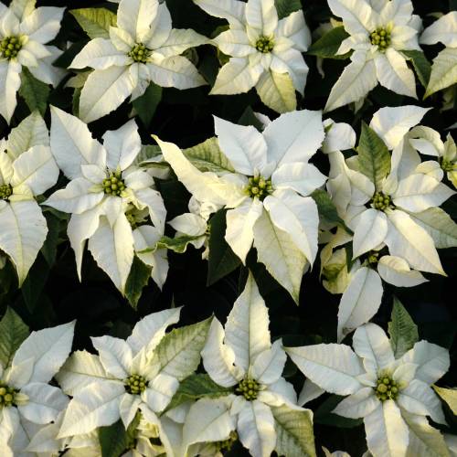 Poinsettia branca, Estrela de Natal branca : venda Poinsettia branca,  Estrela de Natal branca / Euphorbia pulcherrima alba