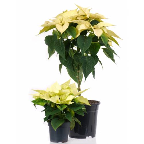 Poinsettia amarela, Estrela de Natal amarela : venda Poinsettia amarela,  Estrela de Natal amarela / Euphorbia pulcherrima lutea