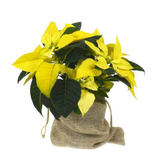 Poinsettia amarela, Estrela de Natal amarela : venda Poinsettia amarela,  Estrela de Natal amarela / Euphorbia pulcherrima lutea