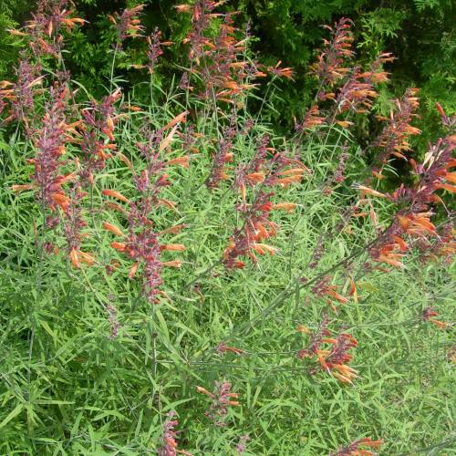 Agastache rupestre