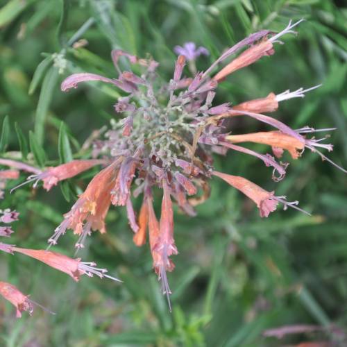 Agastache rupestre