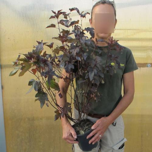 Fisocarpa com folha de Viburnum 'Lady in Red'