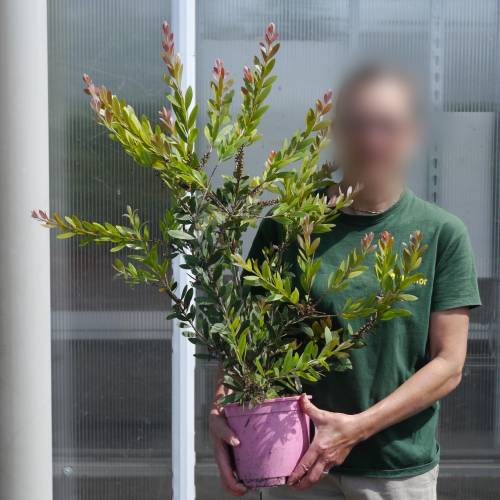 Escovilho rosa