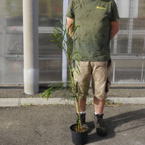 Planta proibida em Portugal-Mimosa de 4 estaes