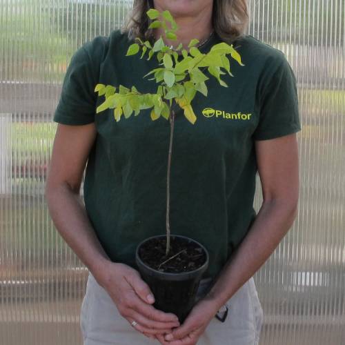Cafeeiro do Kentucky, Kentucky Coffeetree