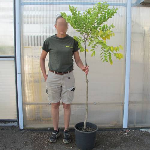 Cafeeiro do Kentucky, Kentucky Coffeetree