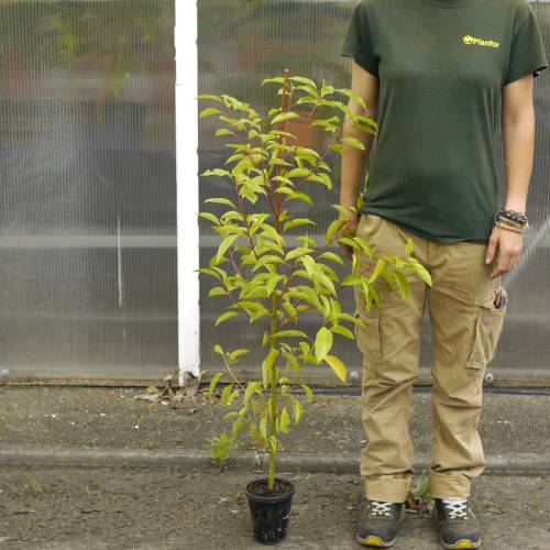 Verbena ex�tica