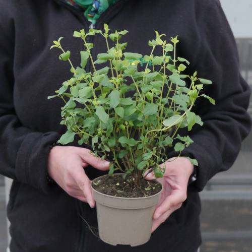 Salva bicolor