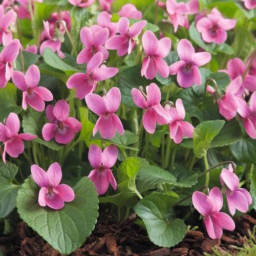 Violeta perfumada 'Coeur d'Alsace'