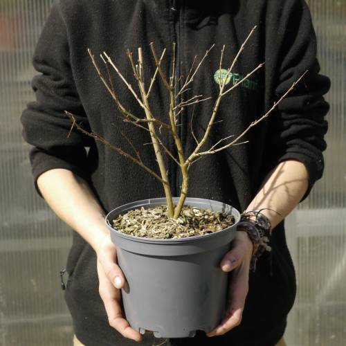 Flor de Merenda vermeilho