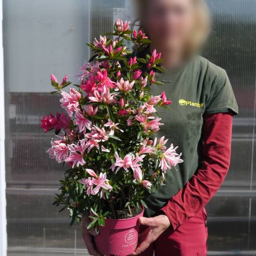 Azlea japonesa 'Pink Spider'