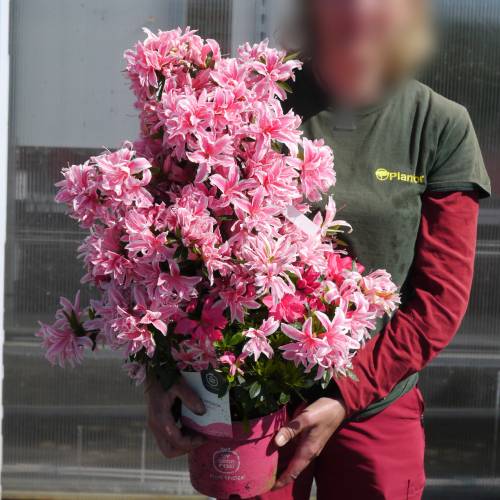 Azlea japonesa 'Pink Spider'
