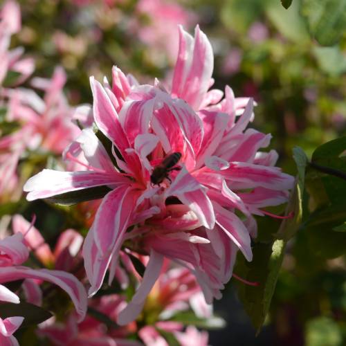 Azlea japonesa 'Pink Spider'