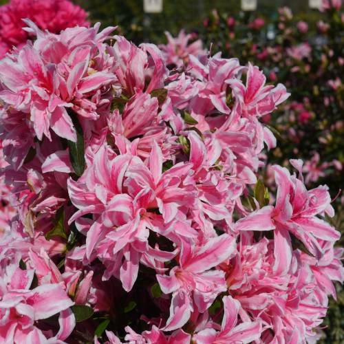 Azlea japonesa 'Pink Spider'