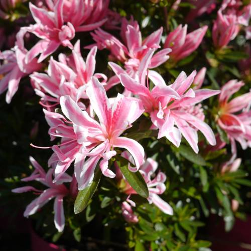 Azlea japonesa 'Pink Spider'