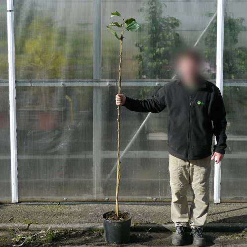 Amoreira an� 'Mojo Berry'