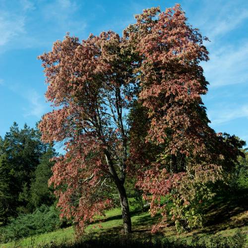 Andrómeda árvore