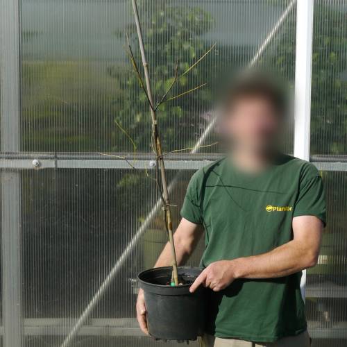 Pau-amarelo de Kentucky