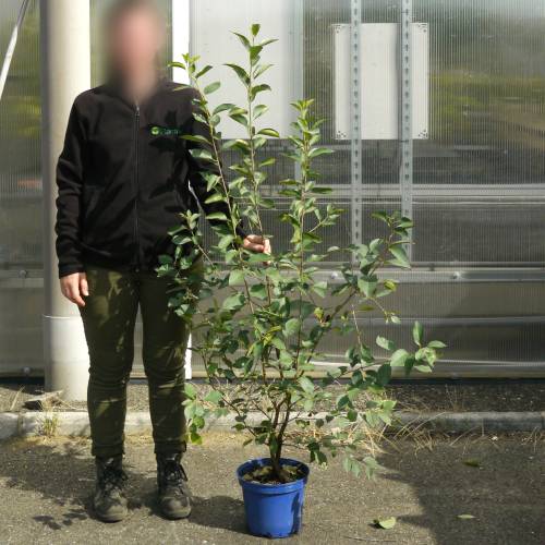 Cerejeira an� auto f�rtil 'Cherry baby'