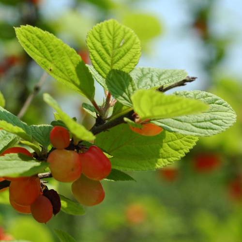 Cerejeira de Nankin frutos vermehlos