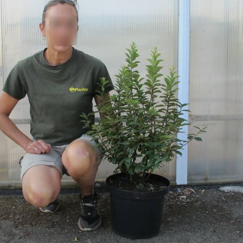 Cerejeira de Nankin frutos vermehlos