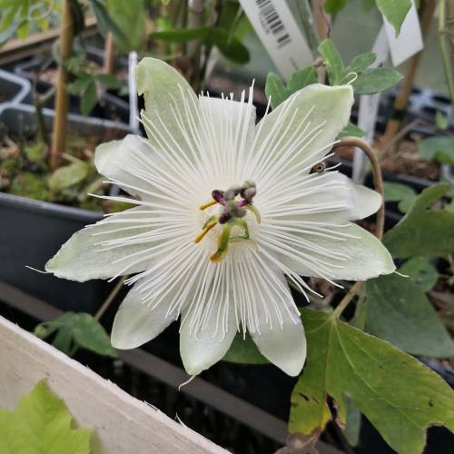 Passiflora branca