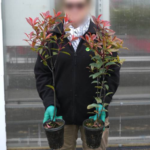 Fotnia 'Carr Rouge'