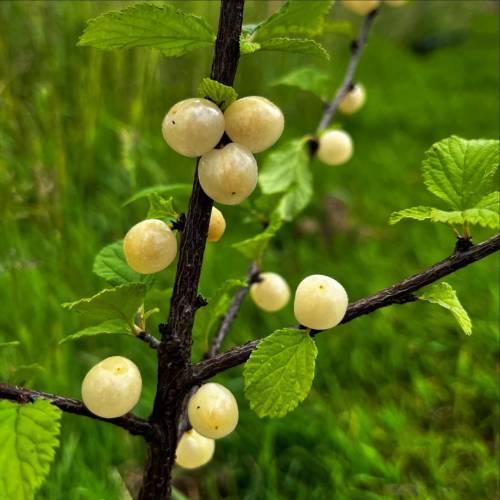 Cerejeira de Nankin frutos brancos