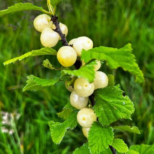 Cerejeira de Nankin frutos brancos